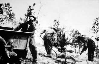 Picture of tree planters of the past